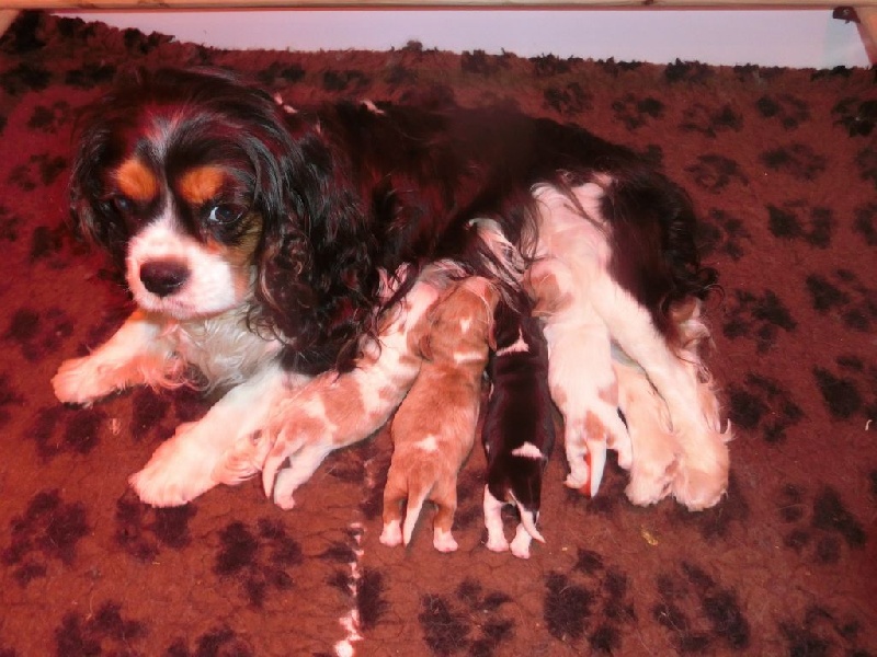 Du Domaine D'Asco - Cavalier King Charles Spaniel - Portée née le 09/05/2015