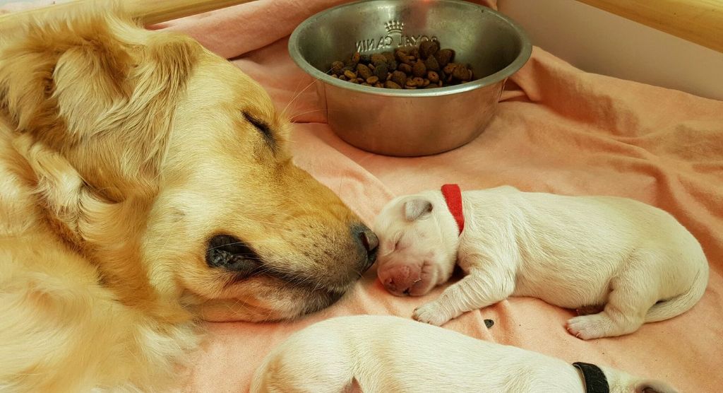 Les bébés sont arrivés le 11 Avril 2018  !!!