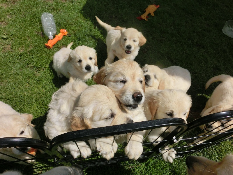 Chiots de Havana 