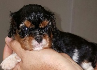 Chiot TRICOLORE